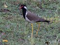Red-wattled Lapwing-9085